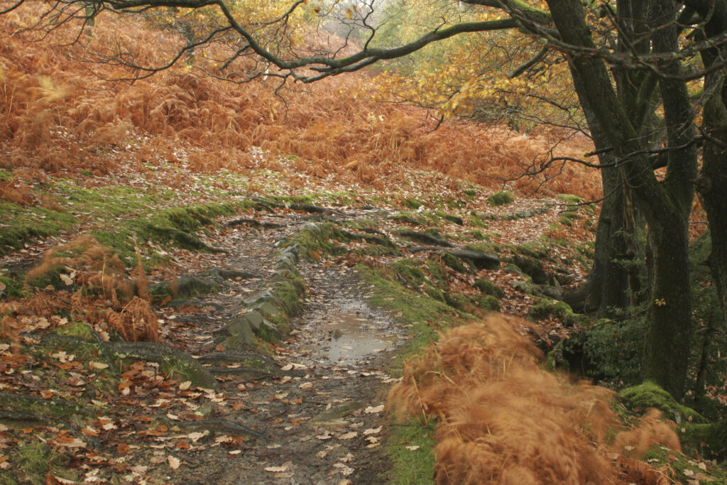 England, Cumbria, Lake District National Park. The autumn colours of Torver Common Wood near Coniston Water on Cumbria way