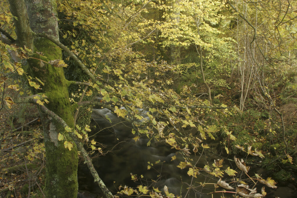 ENGLAND, Cumbria, Lake District National Park. The autumn colours of woodland next to Yewdale Beck nr Coniston on Cumbria Way