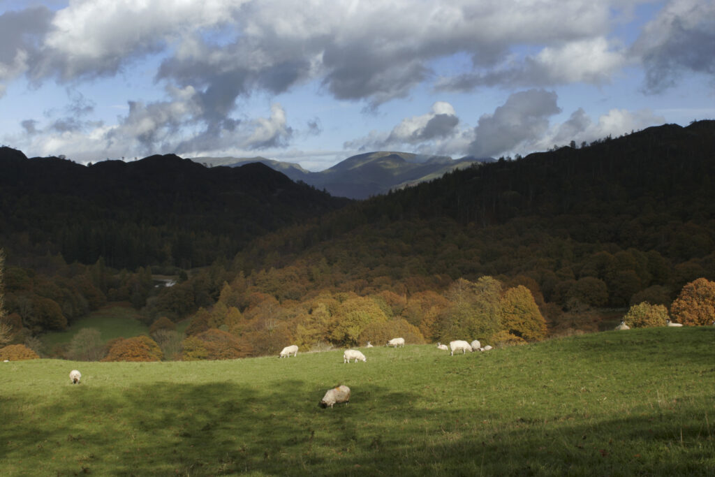 England Cumbria Lake District National Park Sunshine illuminates the moors and woodland near to Tarn Hows on Cumbria way