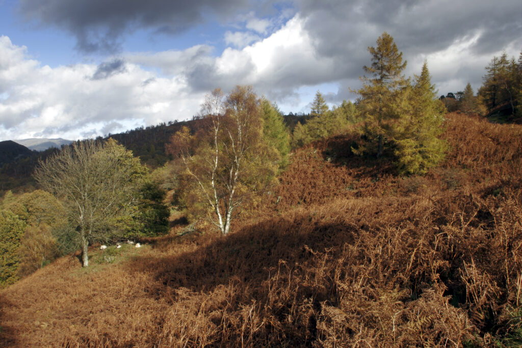 England Cumbria Lake District National Park Sunshine illuminates the moors and woodland near to Tarn Hows on Cumbria way