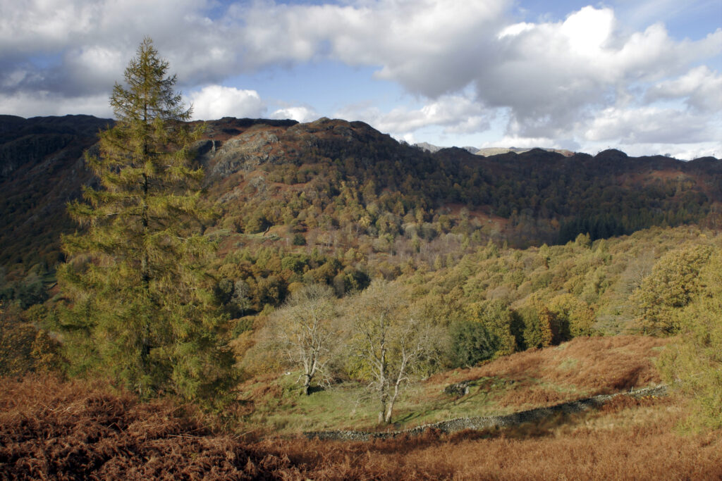 England Cumbria Lake District National Park Sunshine illuminates the moors and woodland near to Tarn Hows on Cumbria way