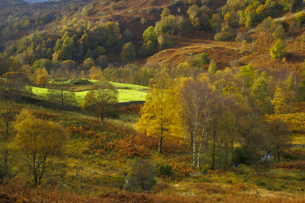 ENGLAND Cumbria Lake District National Park The autumnal colours of the landscape near Holme Fell on the Cumbria Way