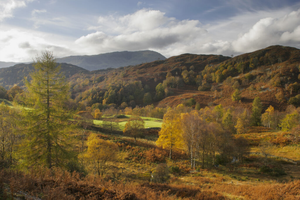 ENGLAND Cumbria Lake District National Park The autumnal colours of the landscape near Holme Fell on the Cumbria Way