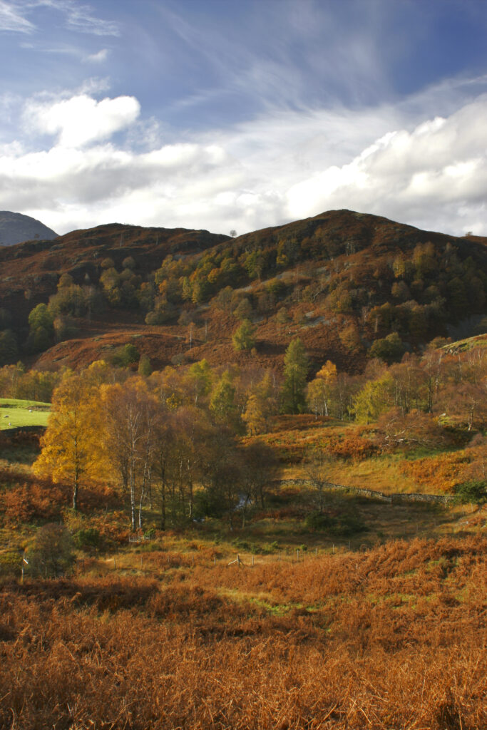 ENGLAND Cumbria Lake District National Park The autumnal colours of the landscape near Holme Fell on the Cumbria Way