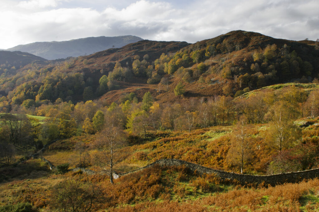 ENGLAND, Cumbria, Lake District National Park. The autumnal colours of the landscape near Holme Fell on the Cumbria Way