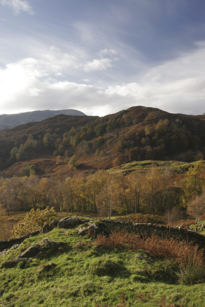 ENGLAND, Cumbria, Lake District National Park. The autumnal colours of the landscape near Holme Fell on the Cumbria Way