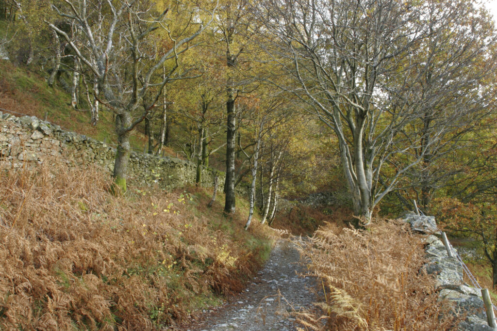 ENGLAND Cumbria Lake District National Park The Cumbria Way track running through the autumnal colours near Holme Fell