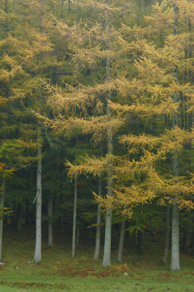 England, Cumbria, Lake District National Park. Mist rising from woodland at dawn in Autumn, near Loughrigg Tarn