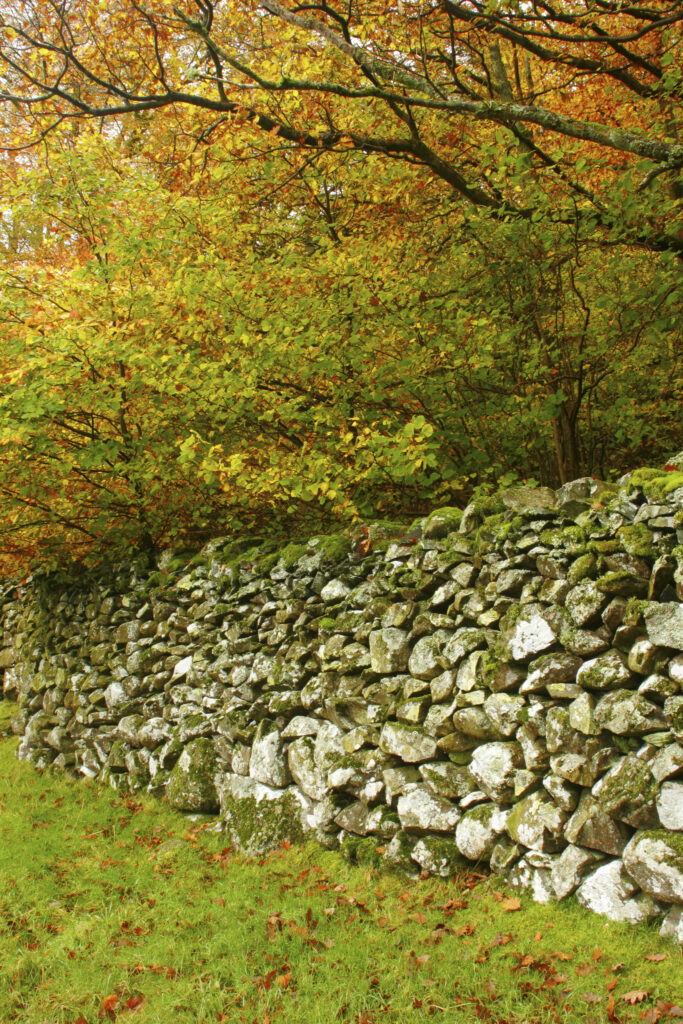 England, Cumbria, Lake District National Park. Autumn colours and a traditional dry stone wall near Elterwater, along the Cumbria Way.