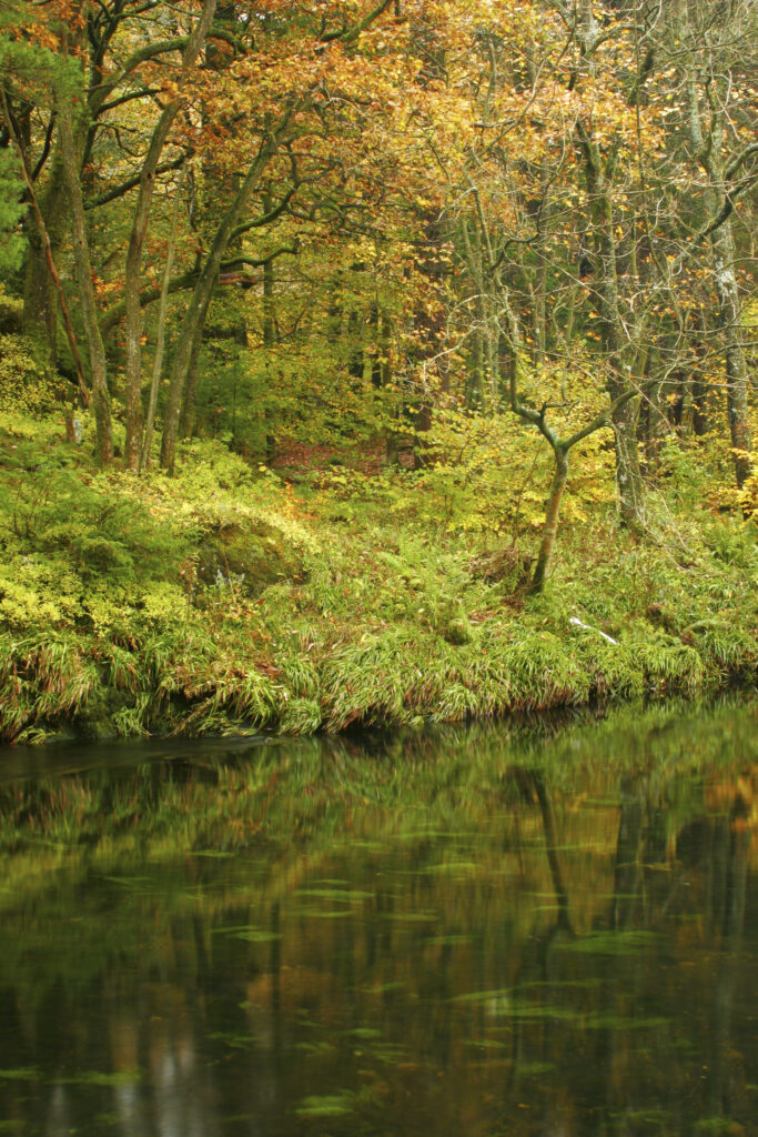 England, Cumbria, Lake District National Park. Autumnal colours reflected in the still waters near Elterwater, along the Cumbria Way.