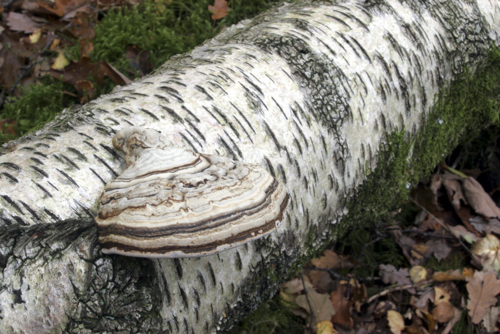 ENGLAND Cumbria Lake District National Park Bracket Fungus photographed on a dead tree in woodland near Borrowdale