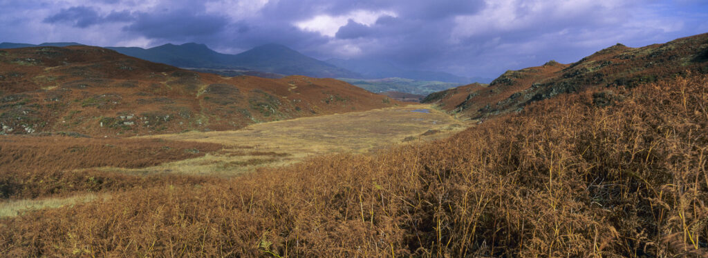 ENGLAND, Cumbria, Lake District National Park. The autumn colours of Beacon Fell, looking towards Torver Common on the Cumbria Way.