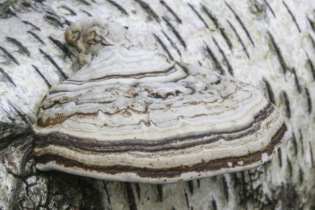 ENGLAND Cumbria Lake District National Park Bracket Fungus photographed on a dead tree in woodland near Borrowdale
