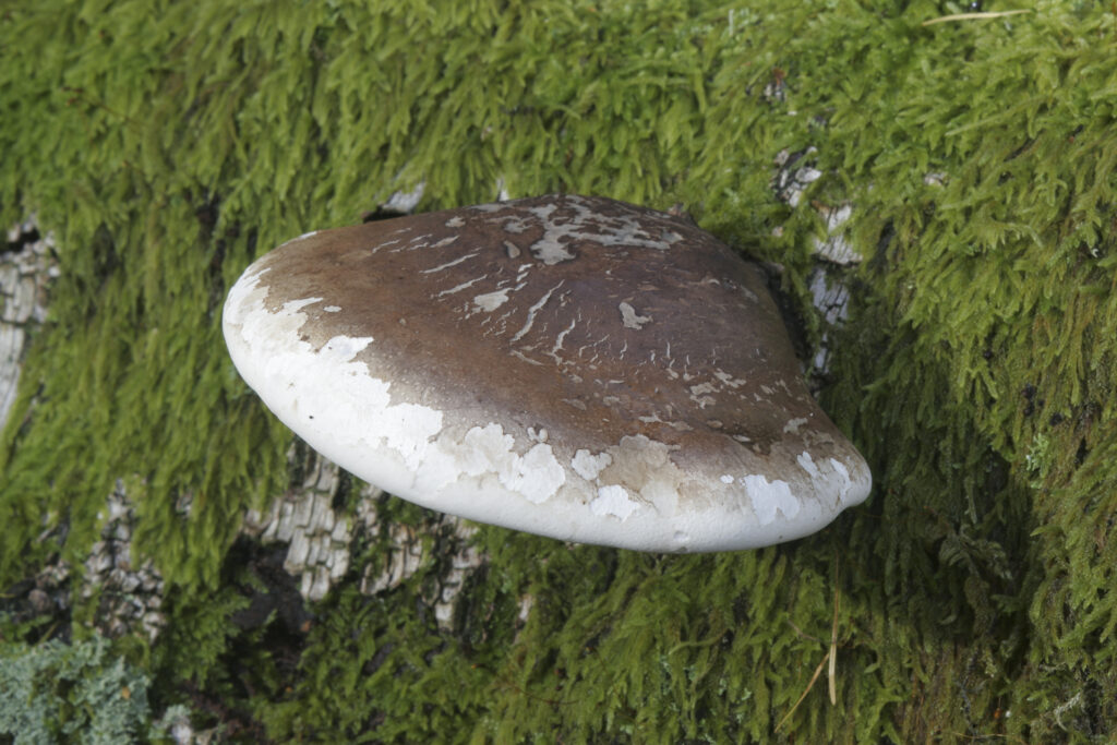 England, Cumbria, Lake District National Park. Fungus photographed on a tree covered in moss, in woodland near Borrowdale.