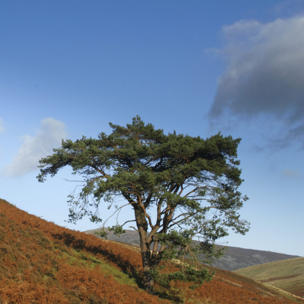 ENGLAND, Cumbria, Lake District National Park. A lonely tree on the barren landscape of Caldbeck common