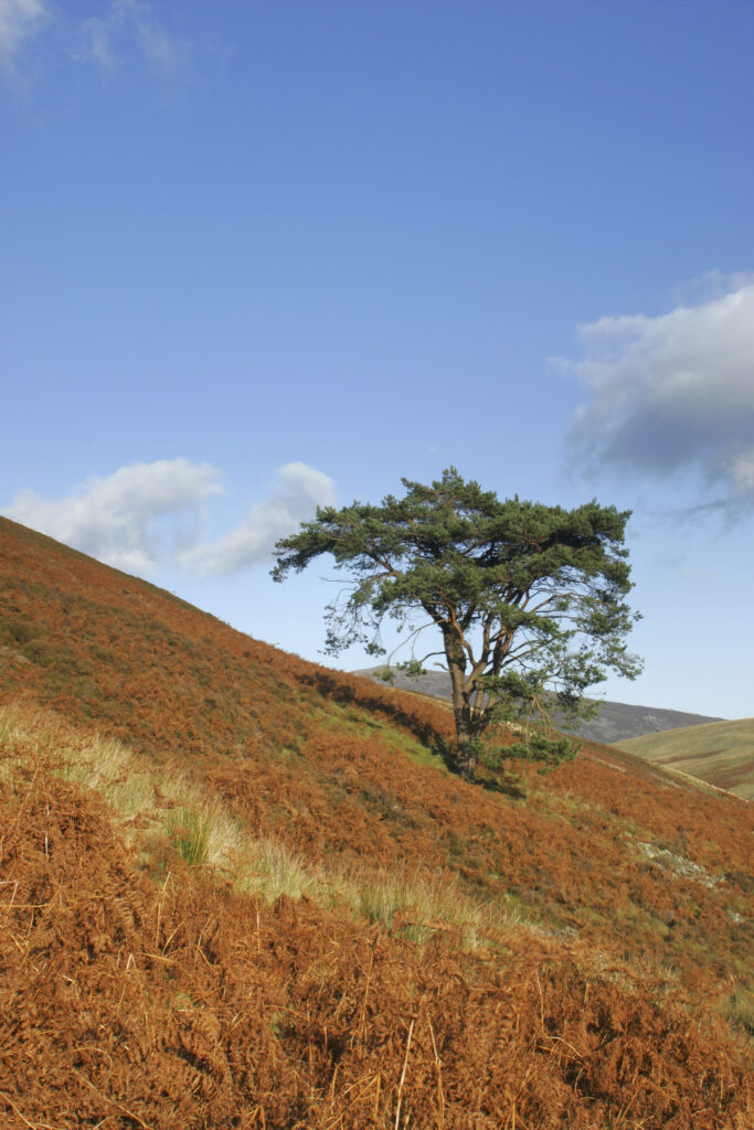 ENGLAND, Cumbria, Lake District National Park. A lonely tree on the barren landscape of Caldbeck common