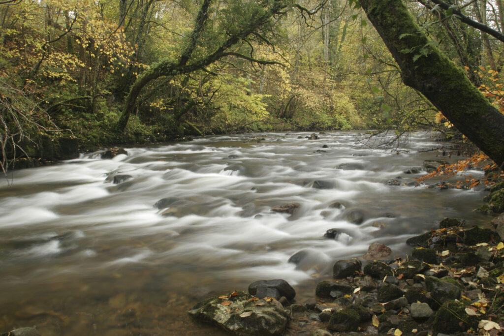 ENGLAND, Cumbria, Lake District National Park. The fast flowing waters of the Cald Beck running through Dentonside Wood