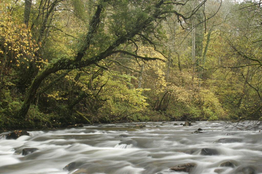 ENGLAND, Cumbria, Lake District National Park. The fast flowing waters of the Cald Beck running through Dentonside Wood