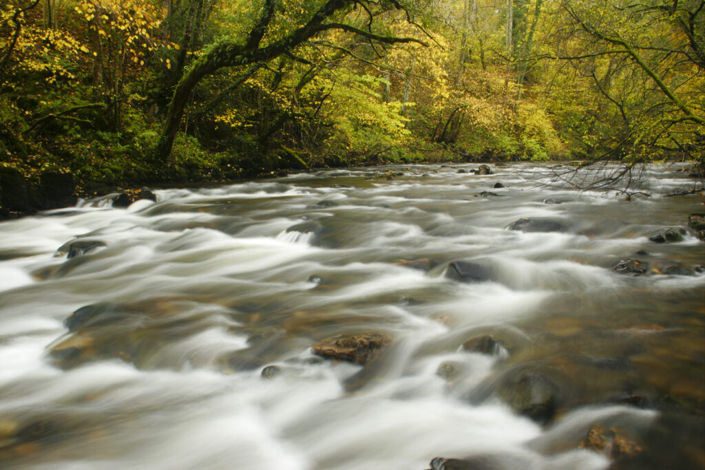 ENGLAND, Cumbria, Lake District National Park. The fast flowing waters of the Cald Beck running through Dentonside Wood