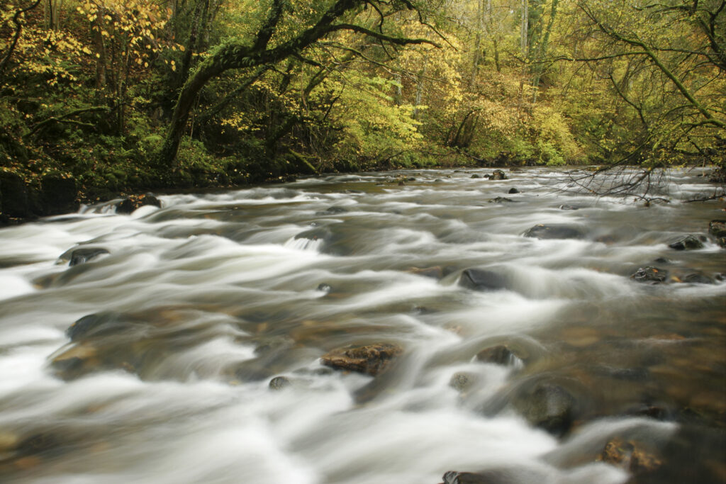 ENGLAND, Cumbria, Lake District National Park. The fast flowing waters of the Cald Beck running through Dentonside Wood