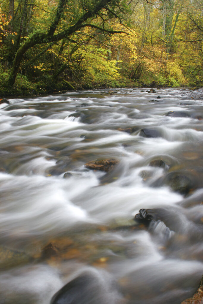 ENGLAND, Cumbria, Lake District National Park. The fast flowing waters of the Cald Beck running through Dentonside Wood