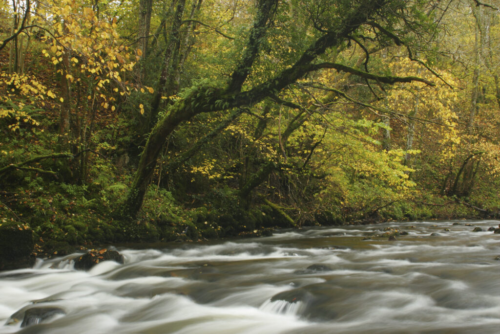 ENGLAND, Cumbria, Lake District National Park. The fast flowing waters of the Cald Beck running through Dentonside Wood