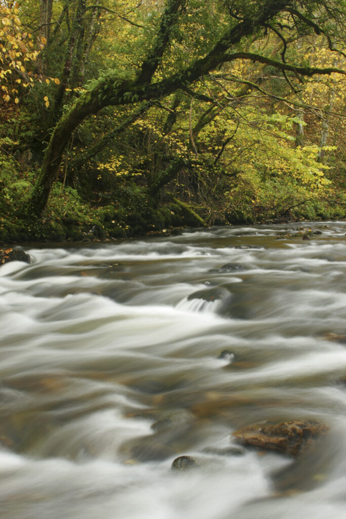 ENGLAND, Cumbria, Lake District National Park. The fast flowing waters of the Cald Beck running through Dentonside Wood