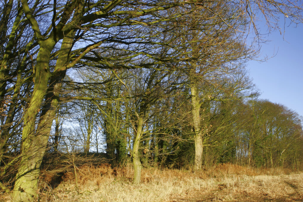 ENGLAND, West Midlands, Baggeridge Country Park. The low winter sun casts a golden glow to the fields and surrounding trees