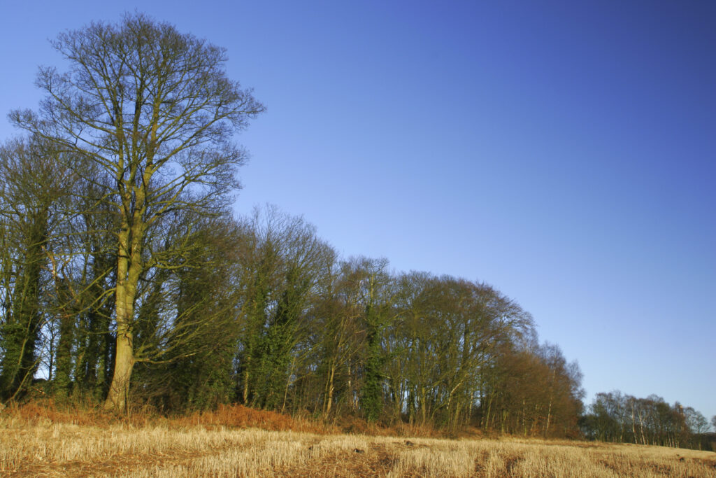 ENGLAND, West Midlands, Baggeridge Country Park. The low winter sun casts a golden glow to the fields and surrounding trees