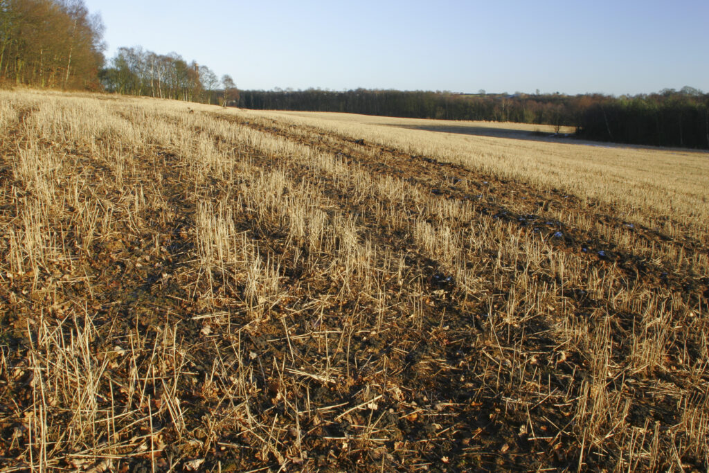 ENGLAND, West Midlands, Baggeridge Country Park. The low winter sun casts a golden glow to the fields and surrounding trees