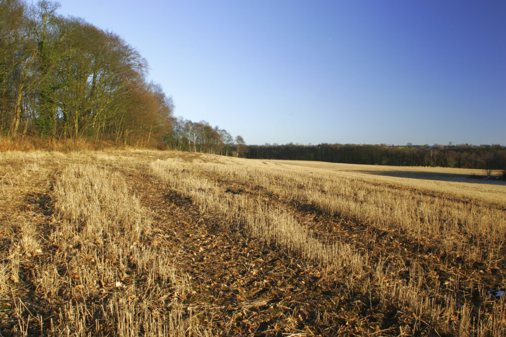 ENGLAND, West Midlands, Baggeridge Country Park. The low winter sun casts a golden glow to the fields and surrounding trees