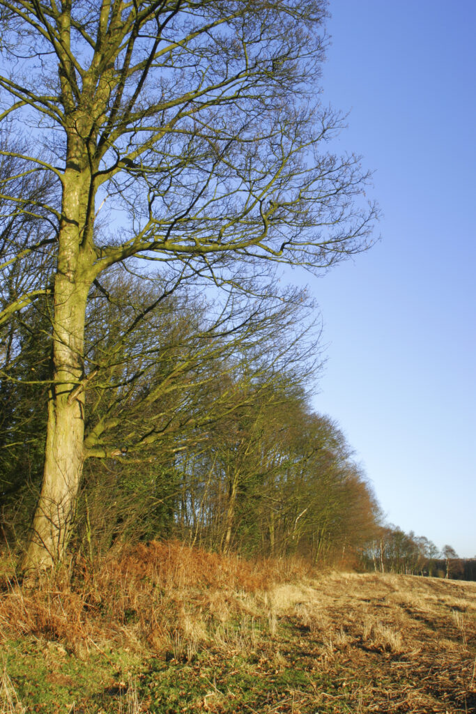 ENGLAND, West Midlands, Baggeridge Country Park. The low winter sun casts a golden glow to the fields and surrounding trees