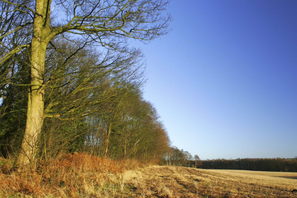 ENGLAND, West Midlands, Baggeridge Country Park. The low winter sun casts a golden glow to the fields and surrounding trees
