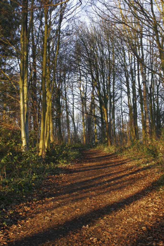 ENGLAND West Midlands Baggeridge Country Park The low winter sun casts long shadows in the woodland of the park