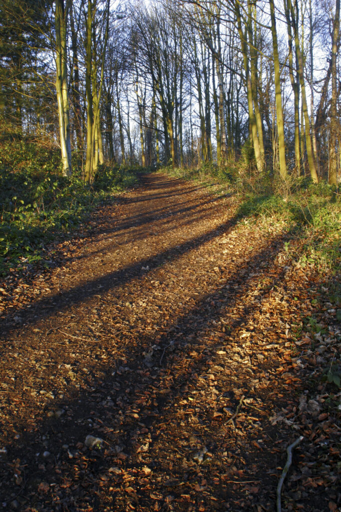 ENGLAND West Midlands Baggeridge Country Park The low winter sun casts long shadows in the woodland of the park