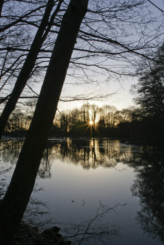 ENGLAND West Midlands Baggeridge Country Park A winter sunset behind the tree clad banks of one of the parks lakes