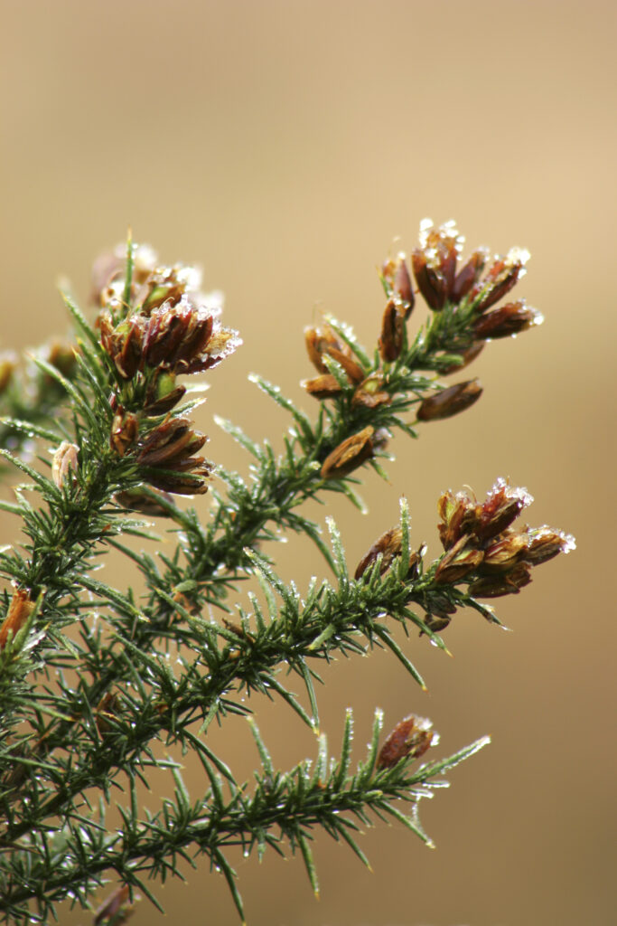 England, West Midlands, Highgate Common. A close up view of ice on a native plant within highgate common.