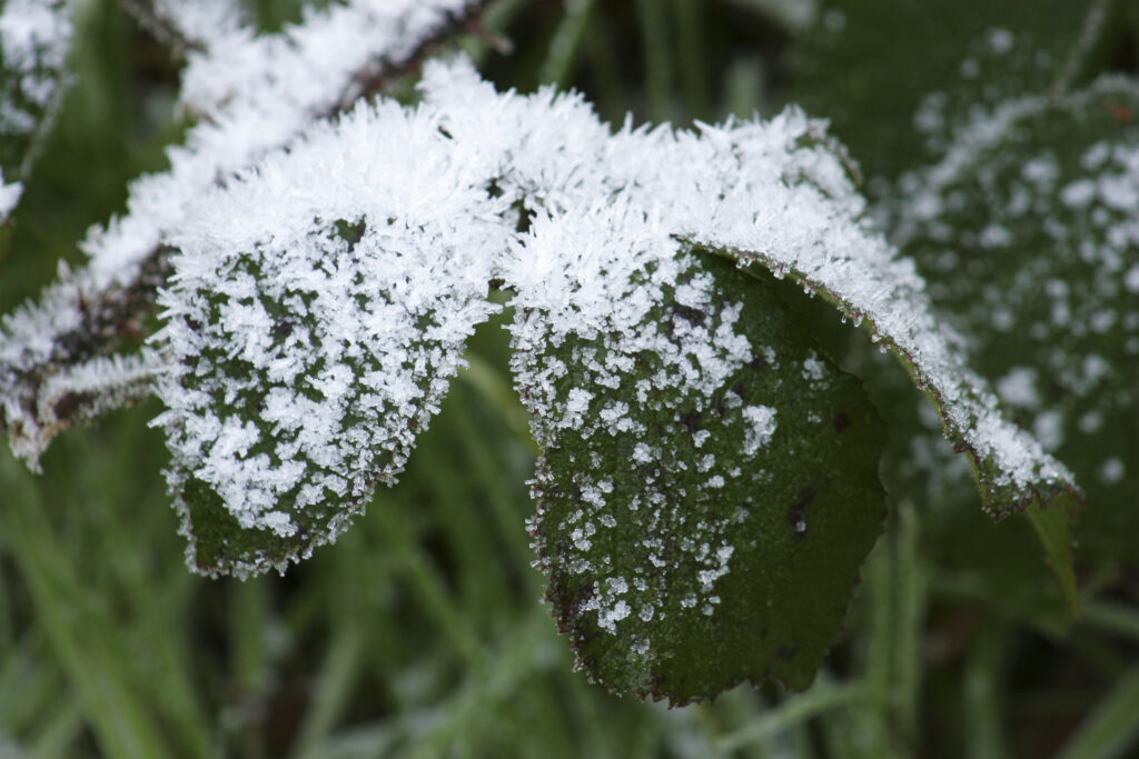 England, West Midlands, Highgate Common. A close up view of ice on a native plant within highgate common.