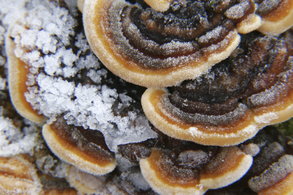 England, West Midlands, Highgate Common. Close up view of Ice and Many Zoned Polypore fungus (Coriolus Versicolor)