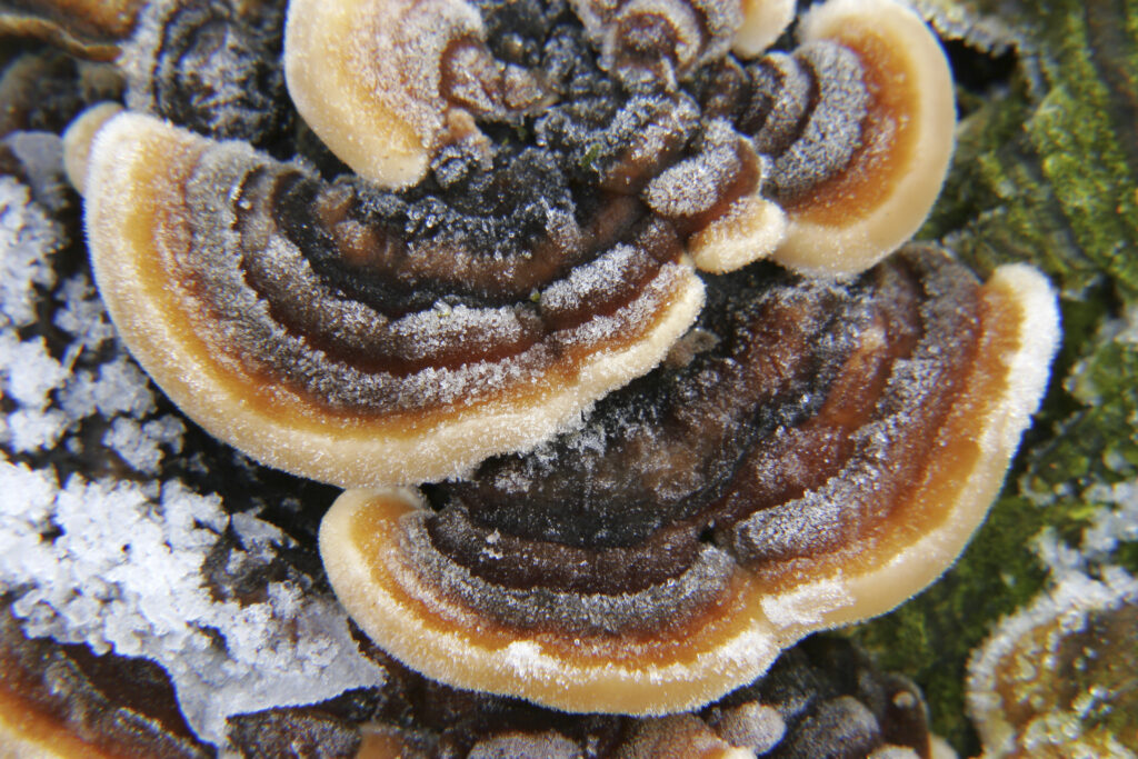 England, West Midlands, Highgate Common. Close up view of Ice and Many Zoned Polypore fungus (Coriolus Versicolor)