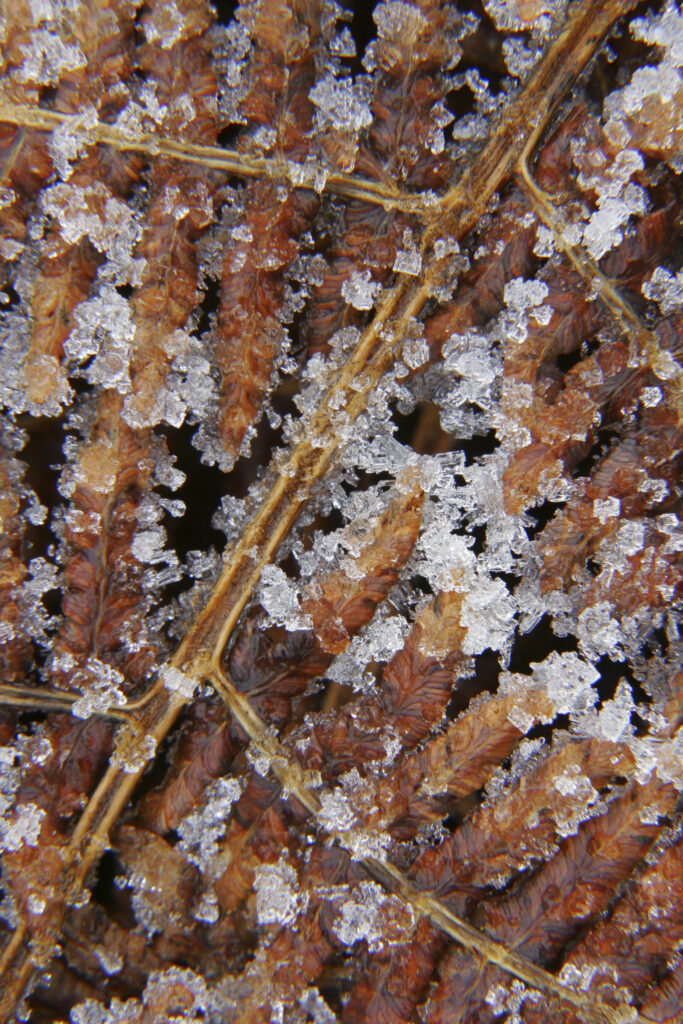 England, West Midlands, Highgate Common. A close up view of a dead fern and ice on highgate common