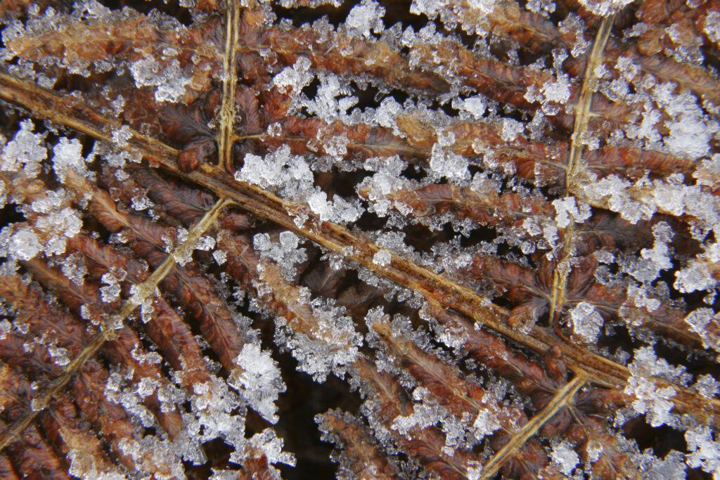 England, West Midlands, Highgate Common. A close up view of a dead fern and ice on highgate common
