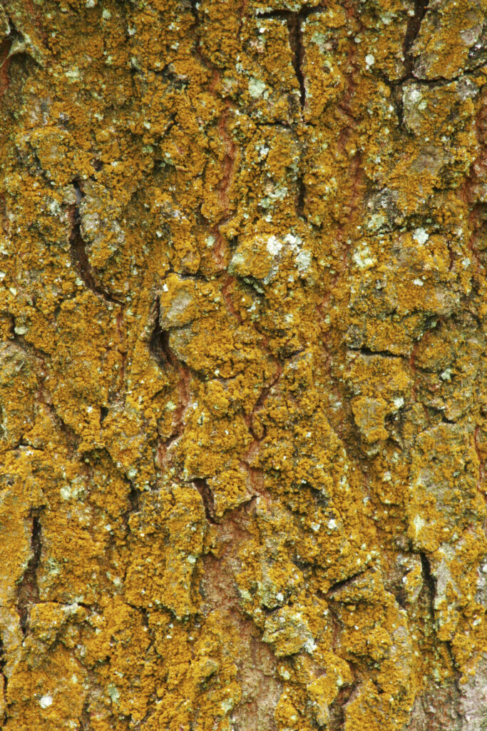 England, West Midlands, Highgate Common. An abstract view of the bark of a tree on Highgate Common