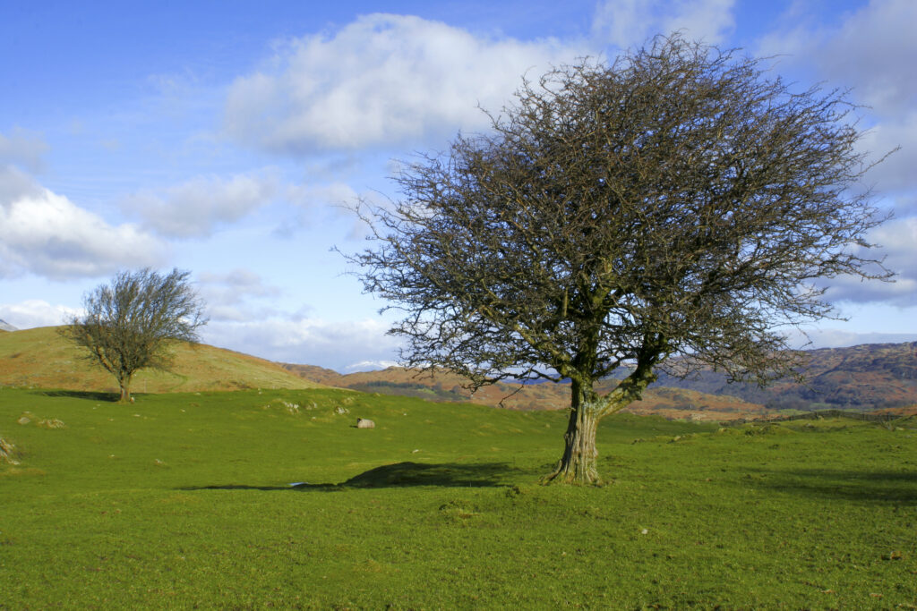 England, Cumbria, Lake District National Park. Fields and farmland near Kiln Bank on the Cumbria Way Track