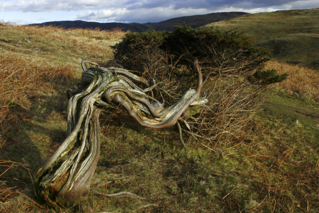 England, Cumbria, Lake District National Park. A dead tree on the remote landscape of Torver Common on the Cumbria Way