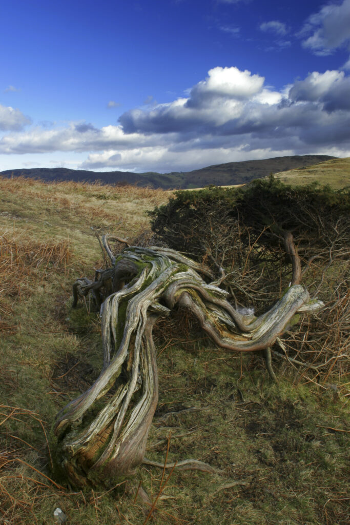 England, Cumbria, Lake District National Park. A dead tree on the remote landscape of Torver Common on the Cumbria Way