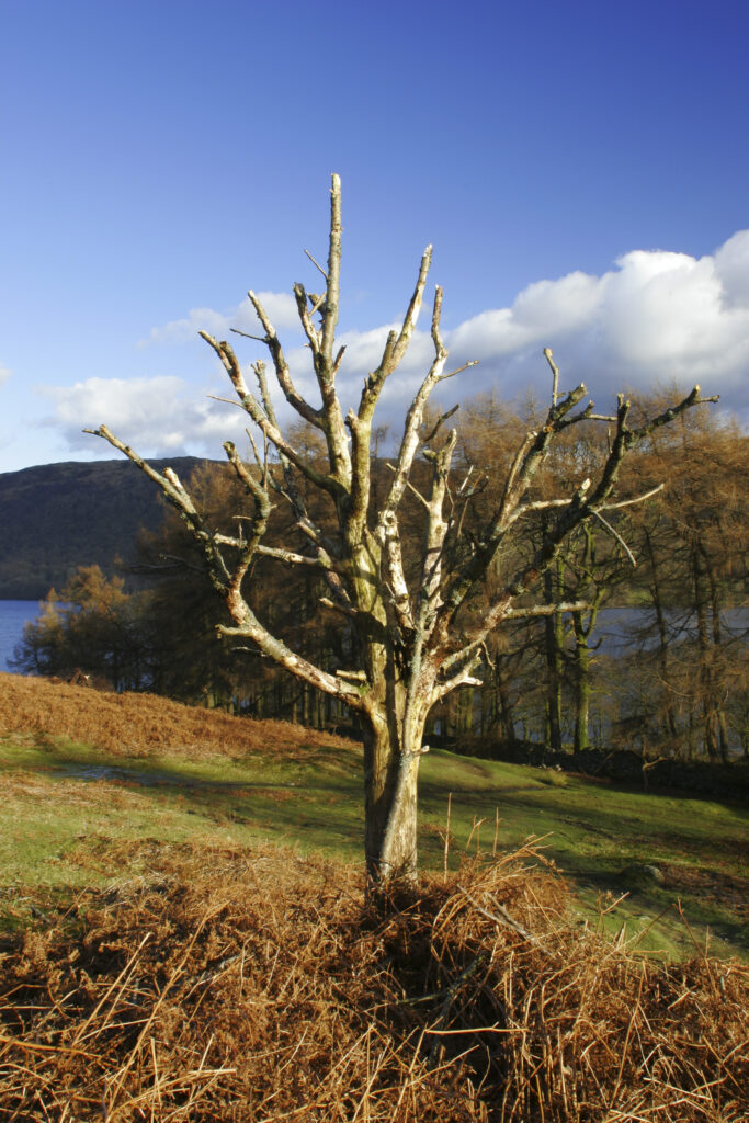England, Cumbria, Lake District National Park. A tree on Torver Common looking towards Coniston water on the Cumbria Way