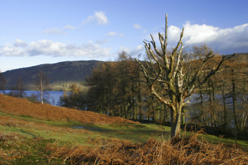 England, Cumbria, Lake District National Park. A tree on Torver Common looking towards Coniston water on the Cumbria Way