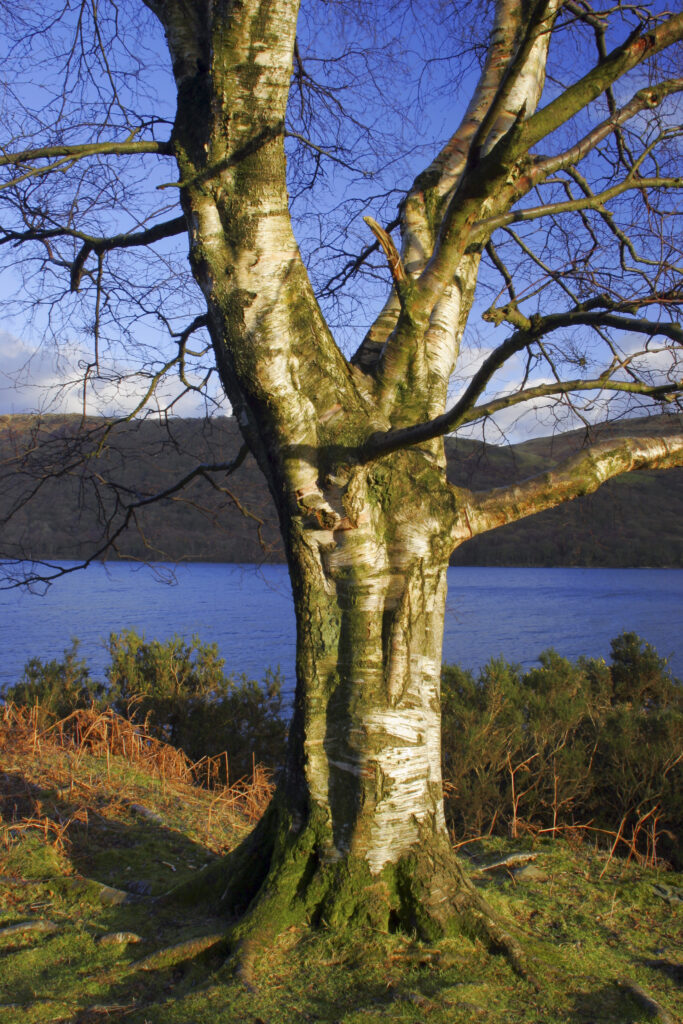 ENGLAND, Cumbria, Lake District National Park. Afternoon light illuminates the winter features of a tree near coniston water