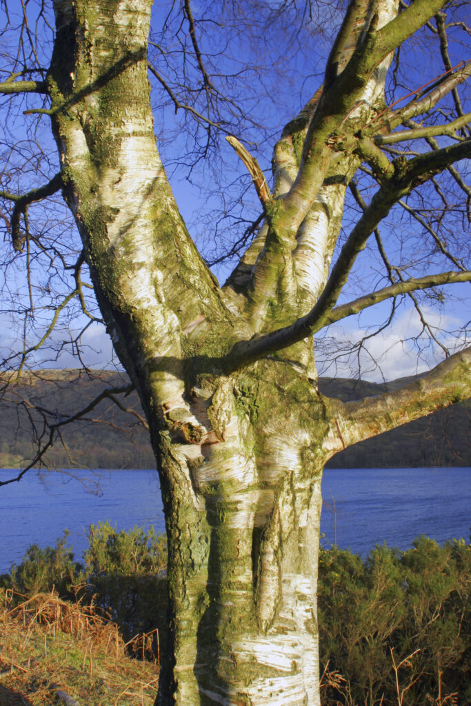 ENGLAND, Cumbria, Lake District National Park. Afternoon light illuminates the winter features of a tree near coniston water